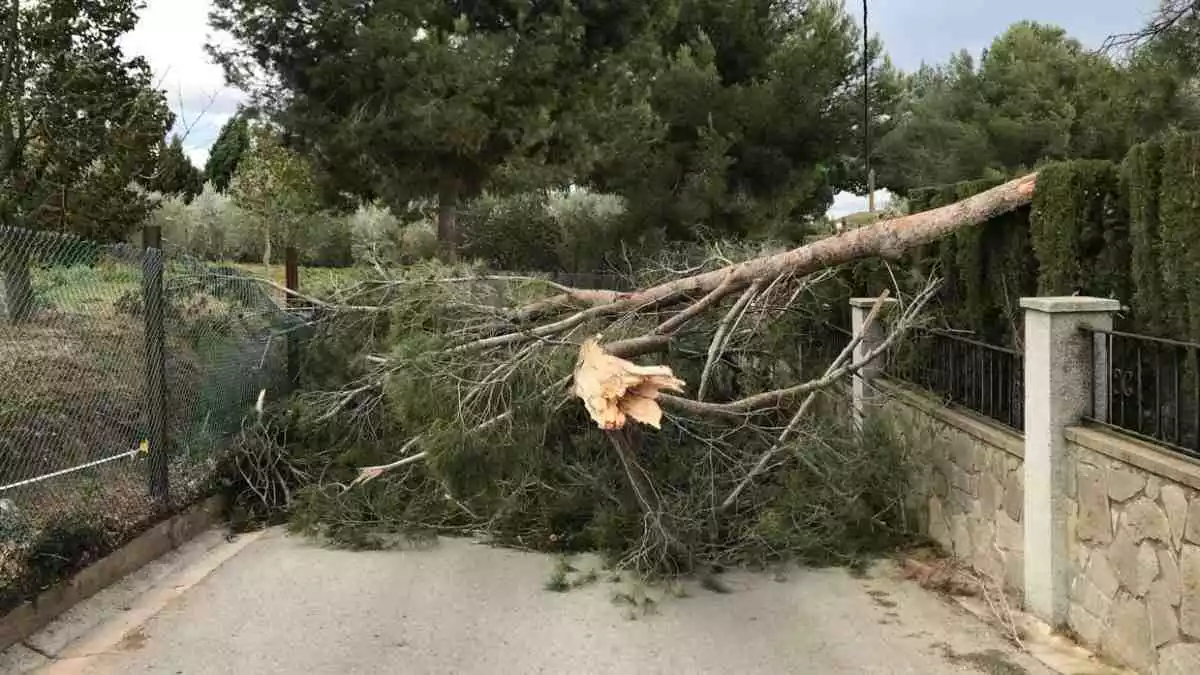 Imatge d'un arbre caigut durant el temporal de vent