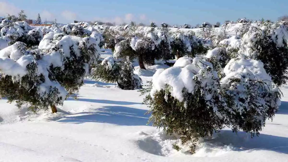 Pla general d'un camp d'oliveres cobertes de neu caiguda pel temporal Filomena