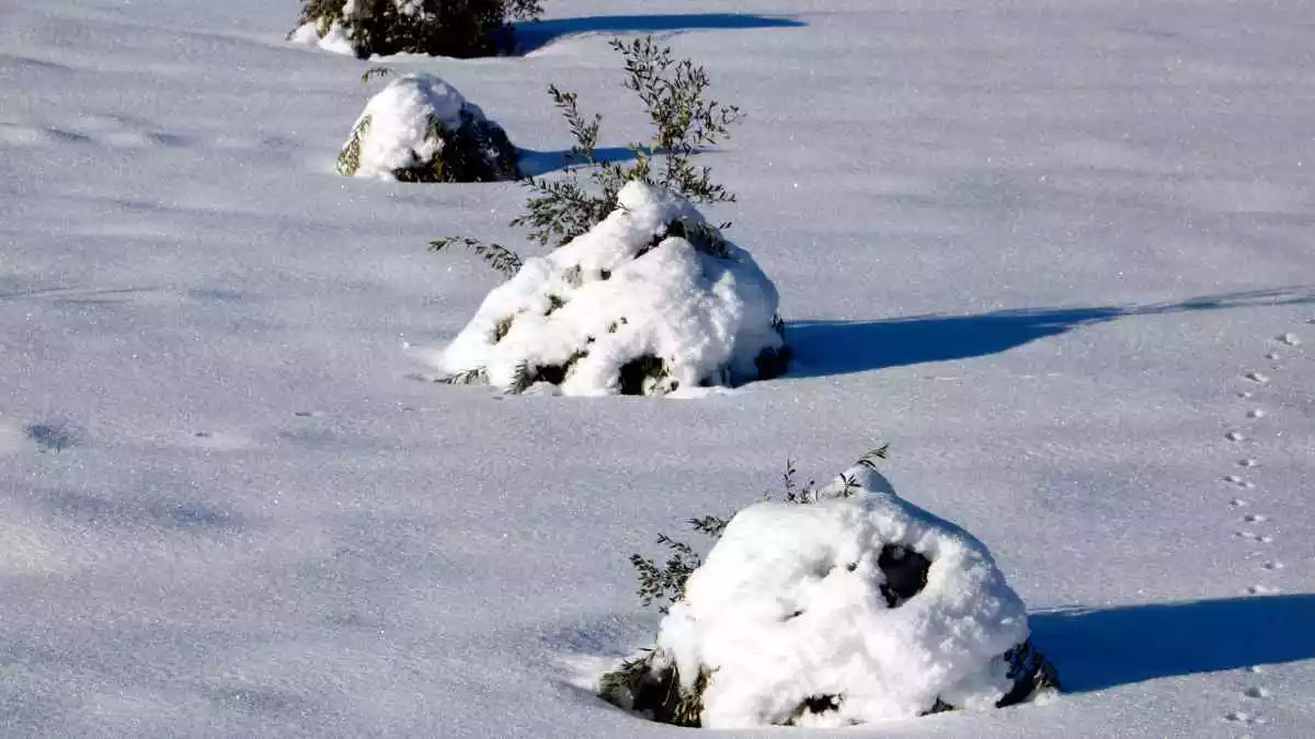 Pla mitjà on es poden veure oliveres joves, pràcticament colgades per la neu caiguda durant el temporal Filomena
