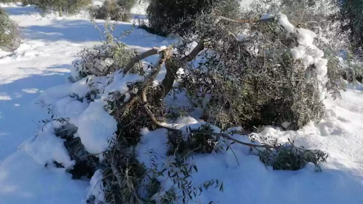 Pla obert d'una branca d'olivera de la DOP Siurana, trencada per la nevada del temporal Filomena