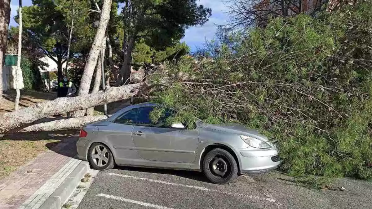 Un arbre tombat sobre un cotxe durant un temporal de vent a Cambrils el 22 de gener del 2021