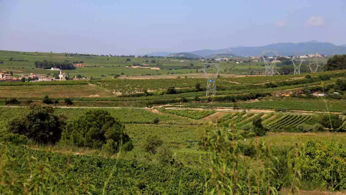 Gran pla general d'un paisatge de vinyes de l'Alt Penedès. Imatge publicada el 24 de juny del 2020