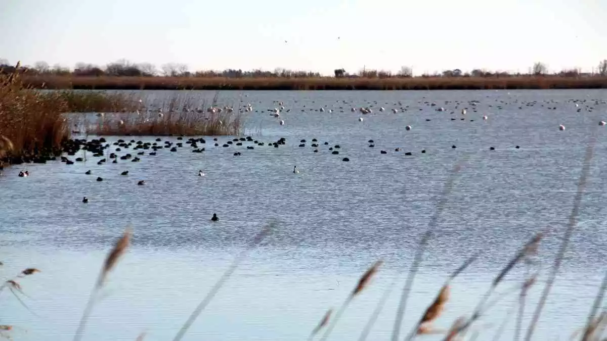 Imatge d'aus a la zona de la llacuna de l'Encanyissada, al parc natural del delta de l'Ebre