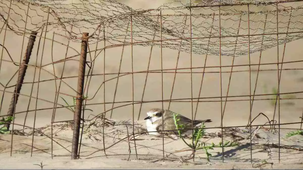 Imatge d'un corriol camanegre en una platja, protegit per una gàbia