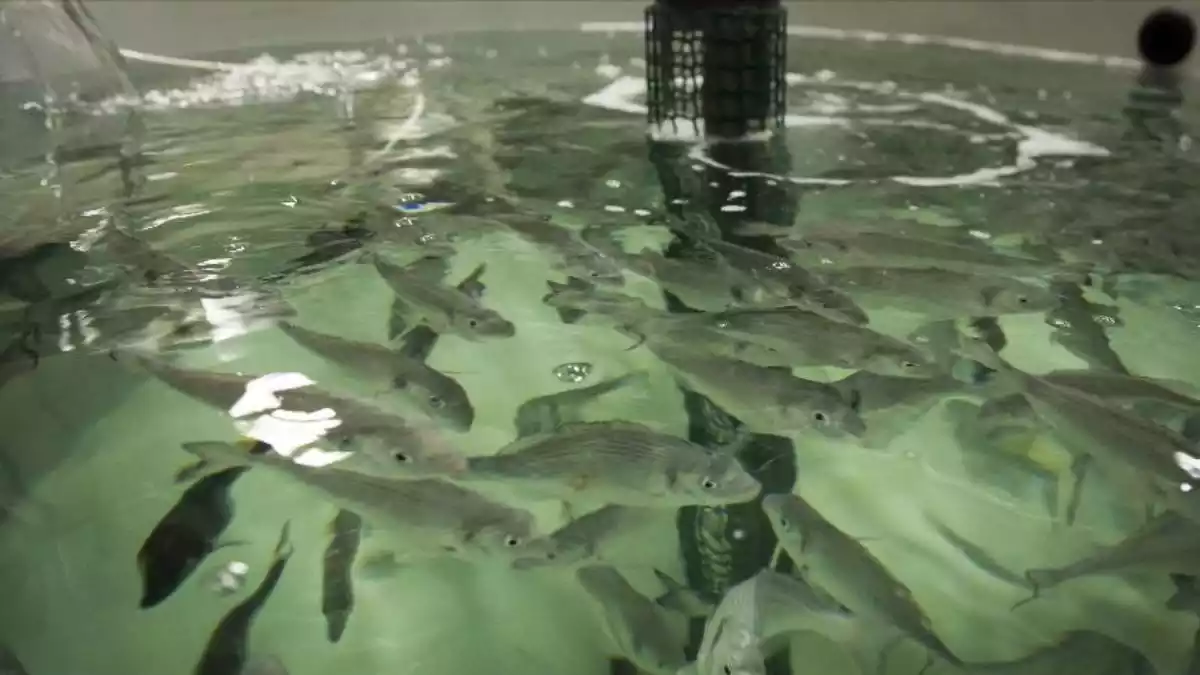 Imatge d'una piscina d'aqüicultura amb diversos llobarros