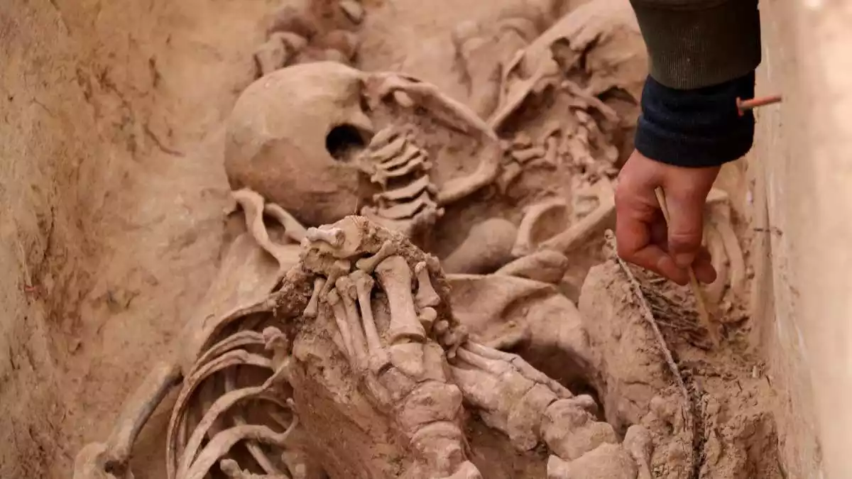 Les restes d'un dels cossos desenterrats d'una fossa de la batalla de l'Ebre al Mas de Santa Magdalena, a Móra d'Ebre