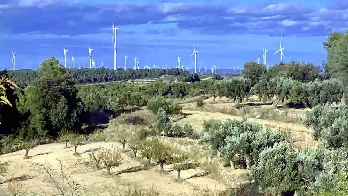 Pla general de la plana alta de la Terra Alta coberta d'aerogeneradors darrere de camps d'oliveres i ametllers de la zona dels Pesells d'Horta de Sant Joan