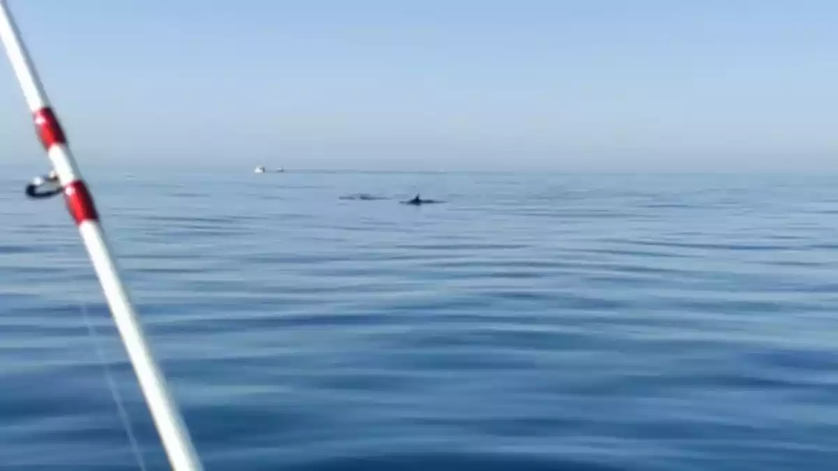 Captura del vídeo on es pot veure una parella de dofins nedant a la costa de Segur de Calafell