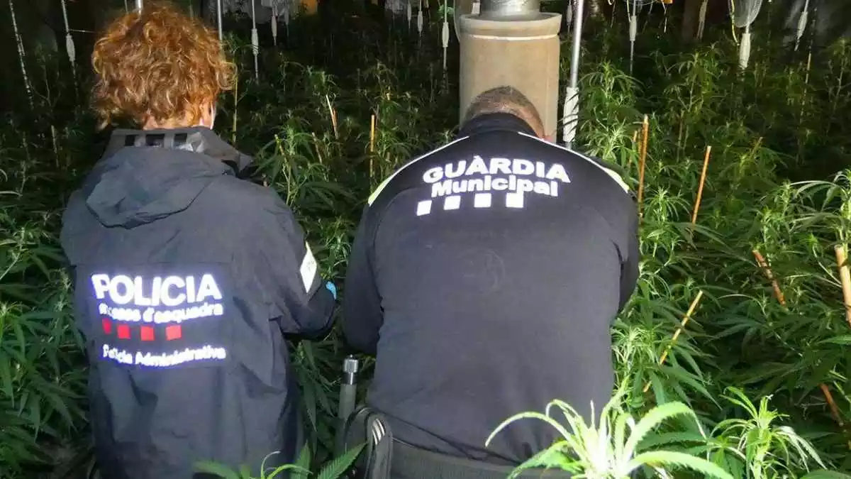 Els Mossos d'Esquadra i la Policia Local de l'Ampolla en una plantació de marihuana