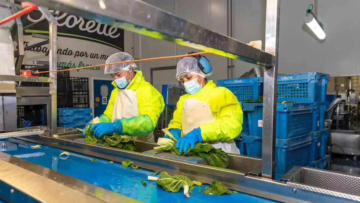 Imatge de dos treballadors en una planta d'envasats d'amanides de Florette