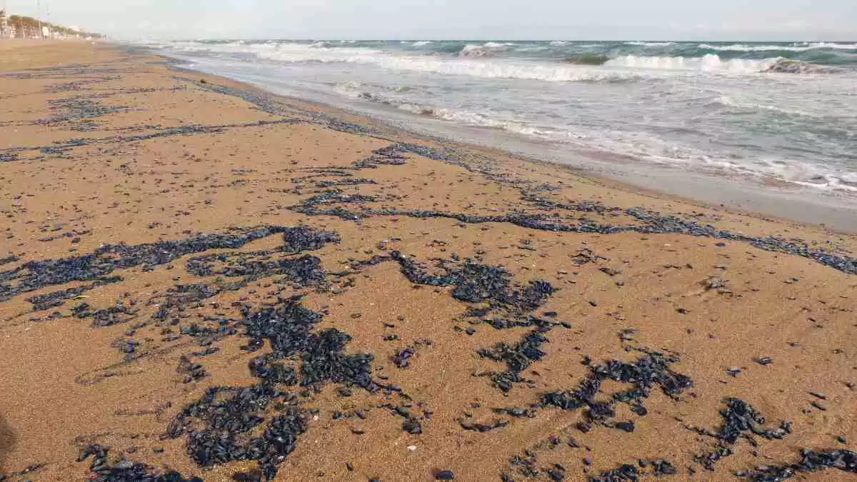 Imatge de la platja de Calafell amb milers de meduses velella mortes a la sorra