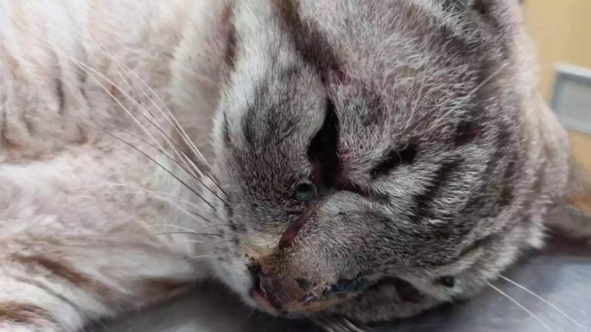 Imatge del Coco, el gat maltractat a Figuerola del Camp, amb diverses ferides a la cara