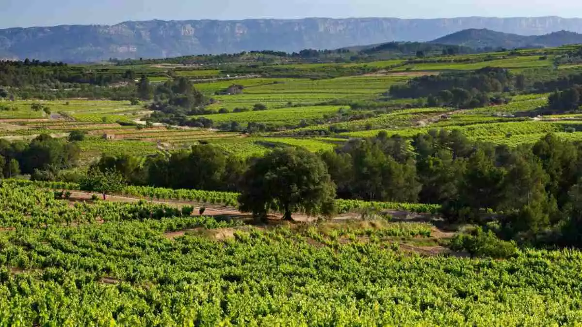 Imatge del paisatge vitivinícola del Priorat