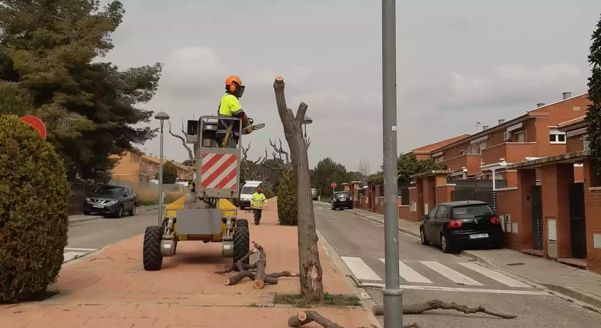 Operaris retirant arbres a Cunit.
