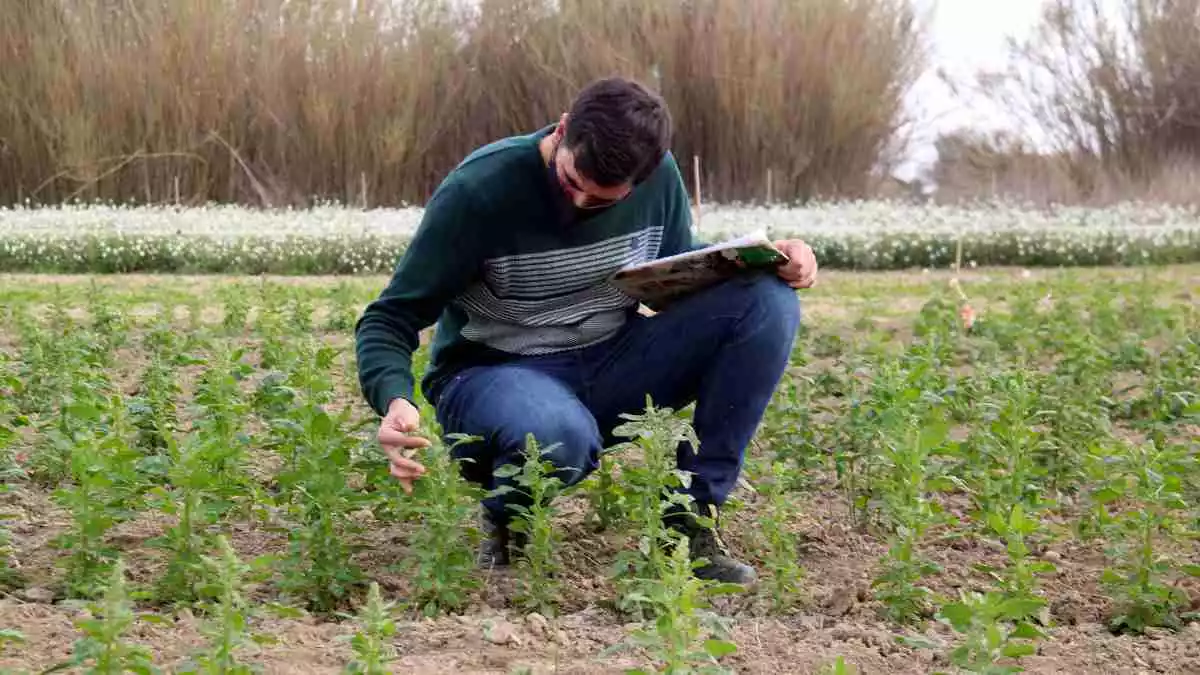 Pla general del director tècnic d'Agroserveis.cat, Alfred Palma revisant la plantació experimental de quinoa