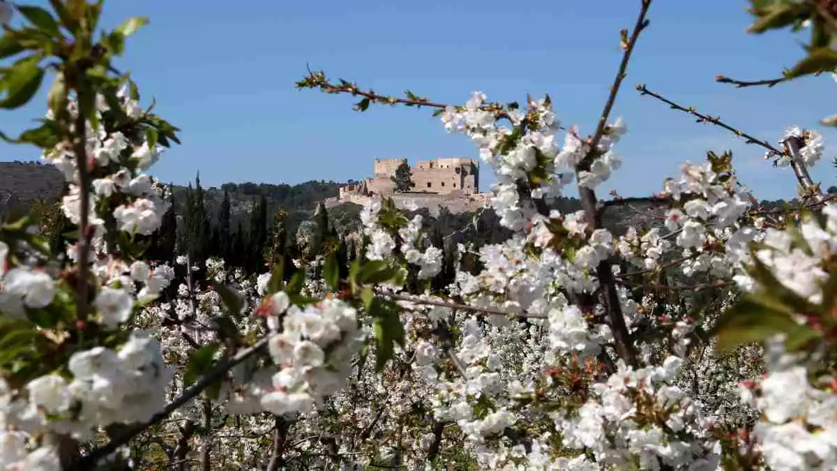 Pla obert de les flors d'un cirerer i al fons el castell de Miravet des d'un camp d'arbres fuiters
