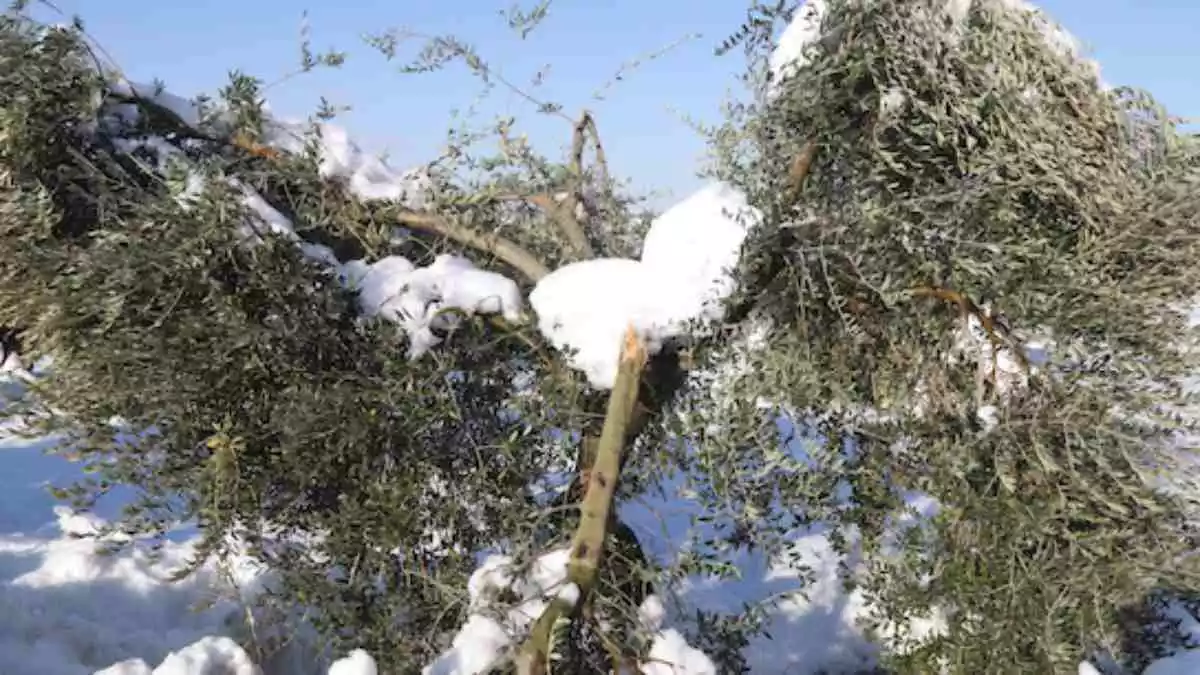 Pla obert d'una olivera amb branques trencades pel pes de la neu a Tivissa