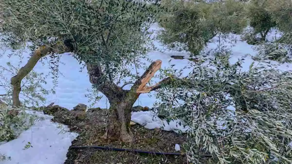 Una olivera amb una branca trencada per l'acumulació de neu del temporal Filomena, en una imatge d'arxiu