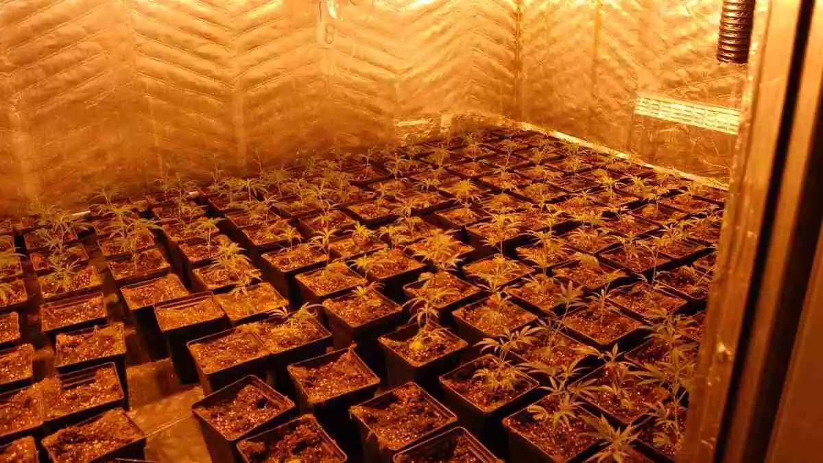 Una plantació 'indoor' de marihuana
