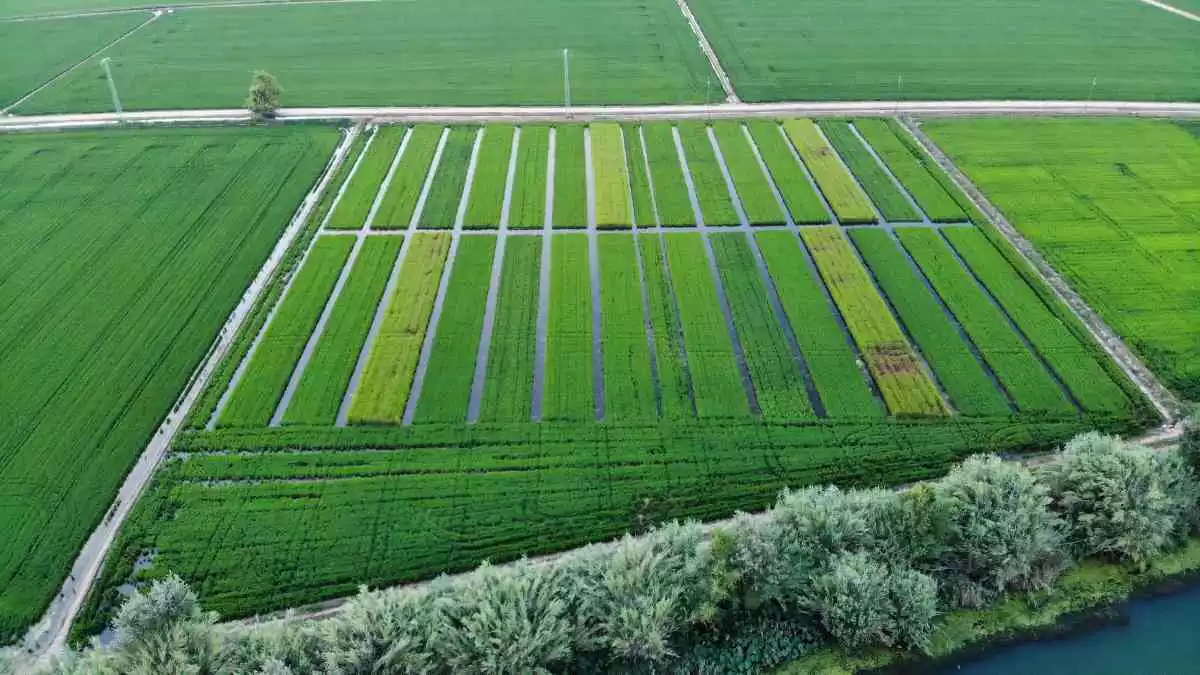 Imatge aèria d'un camp d'arròs ecològic plantat en files