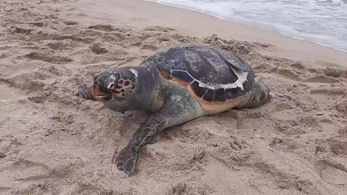 Imatge de la tortuga morta trobada a la platja de Tamarit