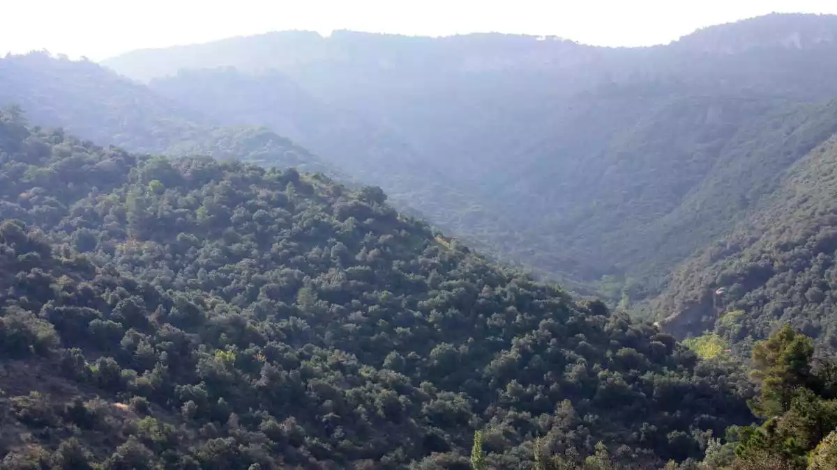 L'entorn del Bosc de Poblet, a les Muntanyes de Prades.