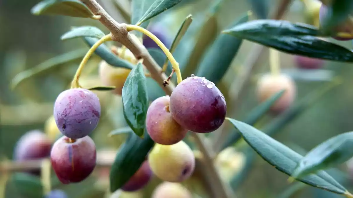 Les olives experimentals que Aleix Sunyer cultiva a Batea i amb què es produeix un OOVE prèmium i una línia d'alta cosmètica