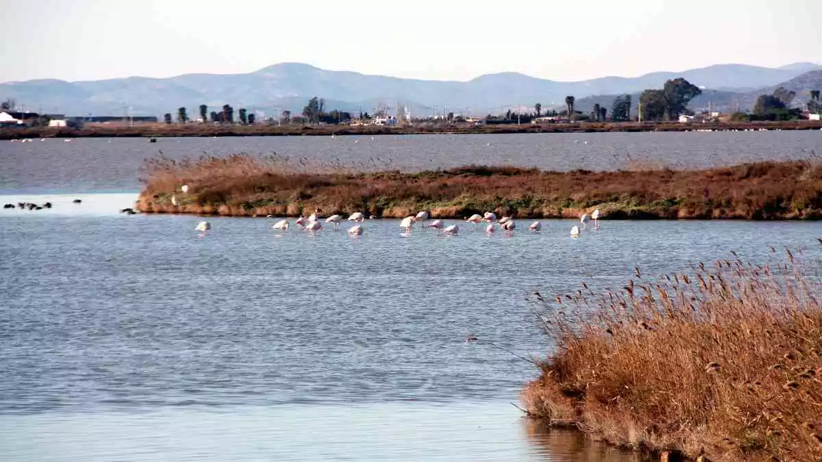 Pla general d'un grup de flamencs a la Bassa de l'Encanyissada del delta de l'Ebre