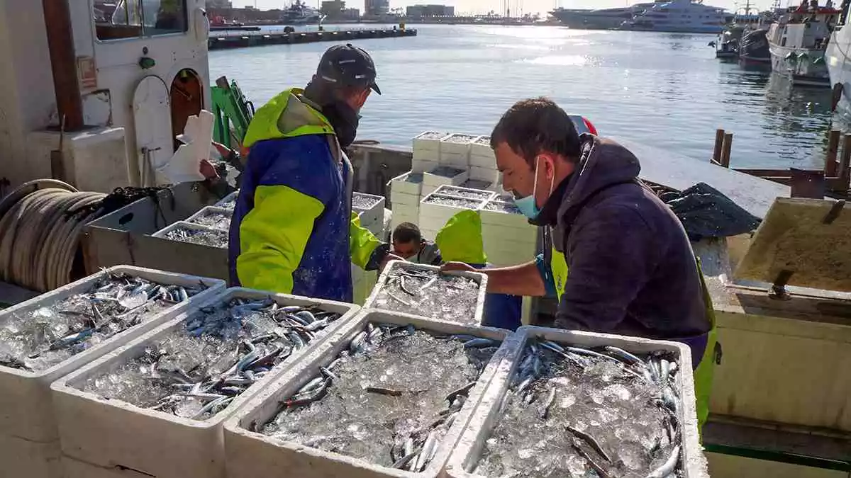 Pla obert picat d'una pila de caixes de seitó vora uns mariners que descarreguen peix al barri del Serrallo de Tarragona,