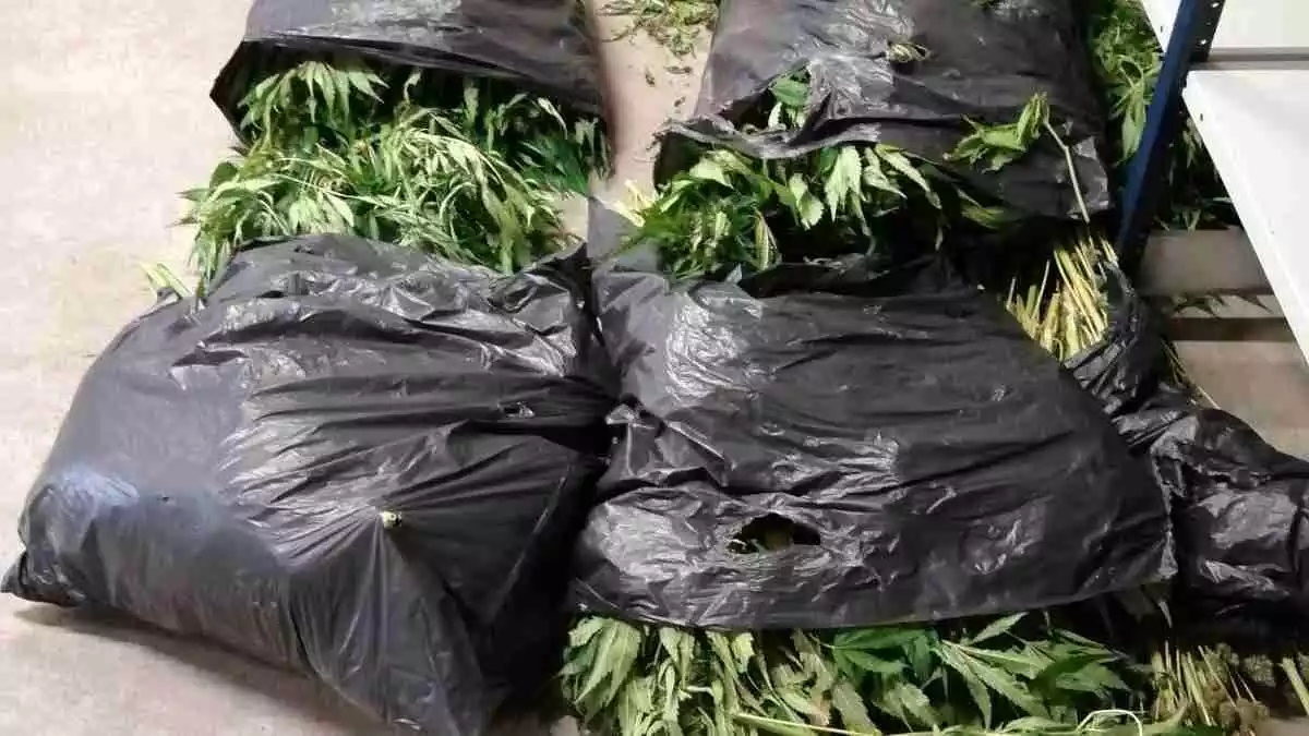 Quatre bosses plenes de marihuana