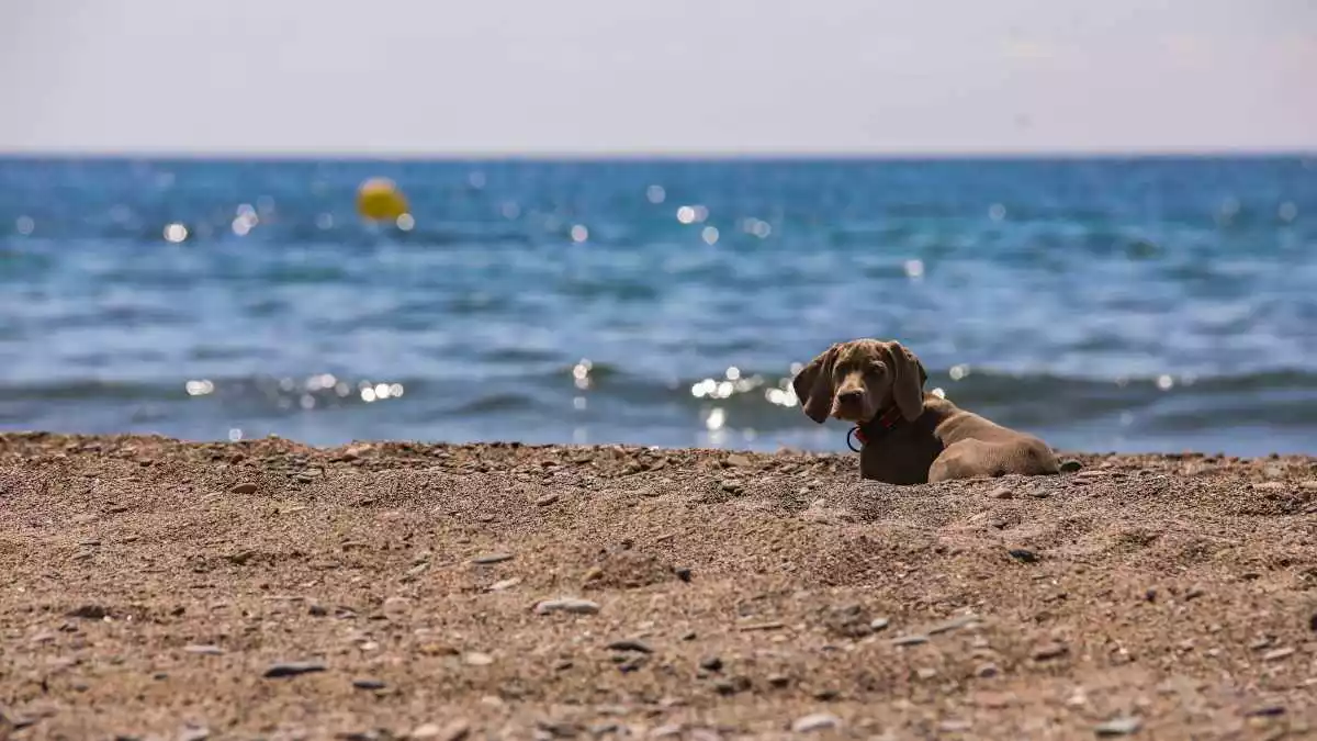 Un gos en una platja de l'Hospitalet de l'Infant