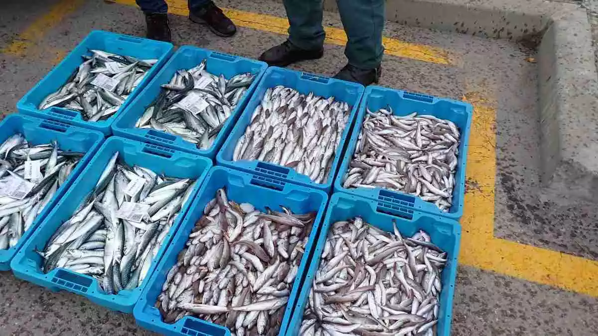 Diverses caixes de peix comissades per la Guàrdia Civil