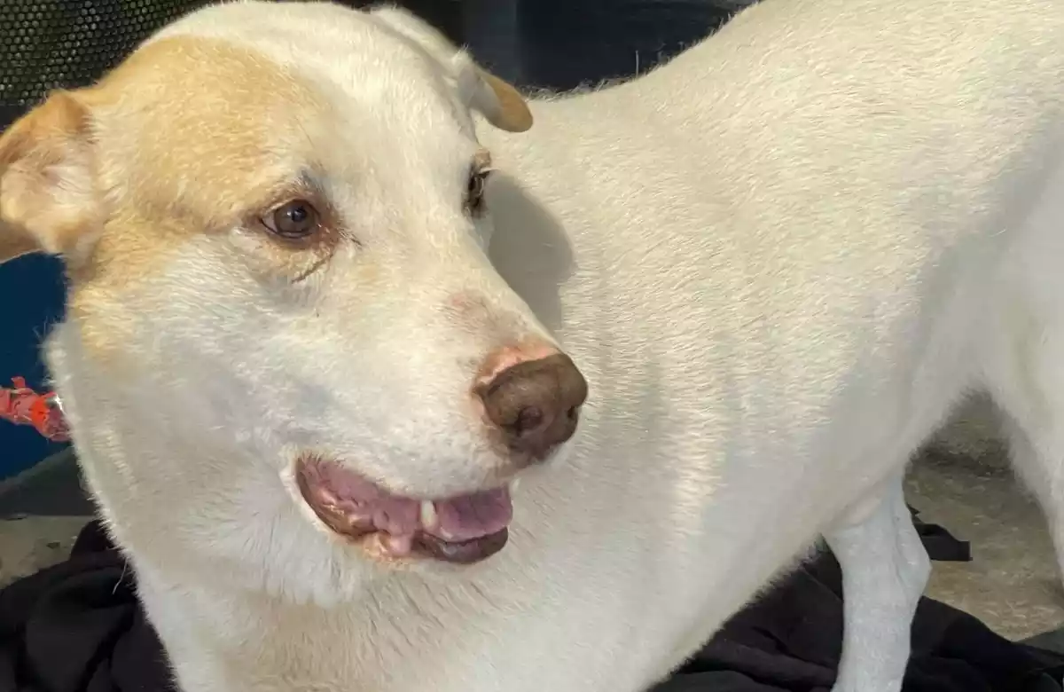 El gos mascle Labrador que s'ha trobat perdut al Vendrell.