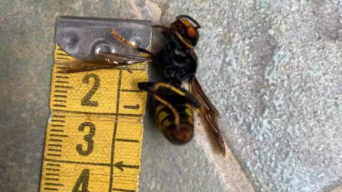 Imatge d'un dels exemplars de vespa asiàtica localitzats a Monnars, a Tarragona