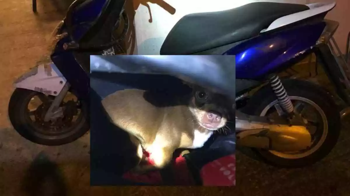 Imatge d'un gos tancat sota el seient d'una moto