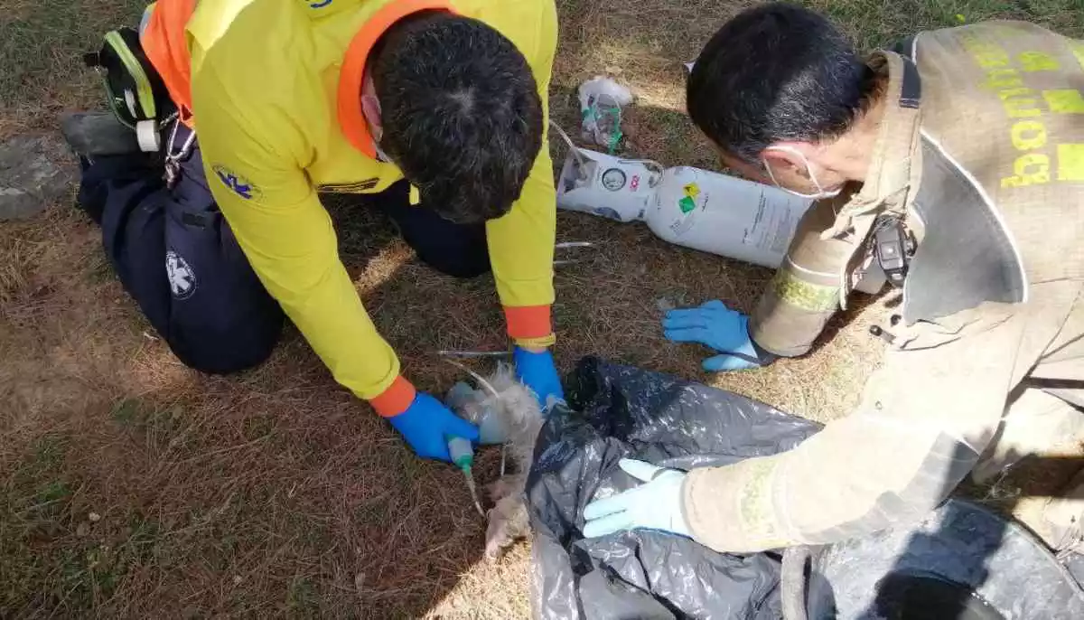 Imatge d'un tècnic del SEM i un Bomber administrant oxigen al gos rescatat d'un contenidor a Tarragona