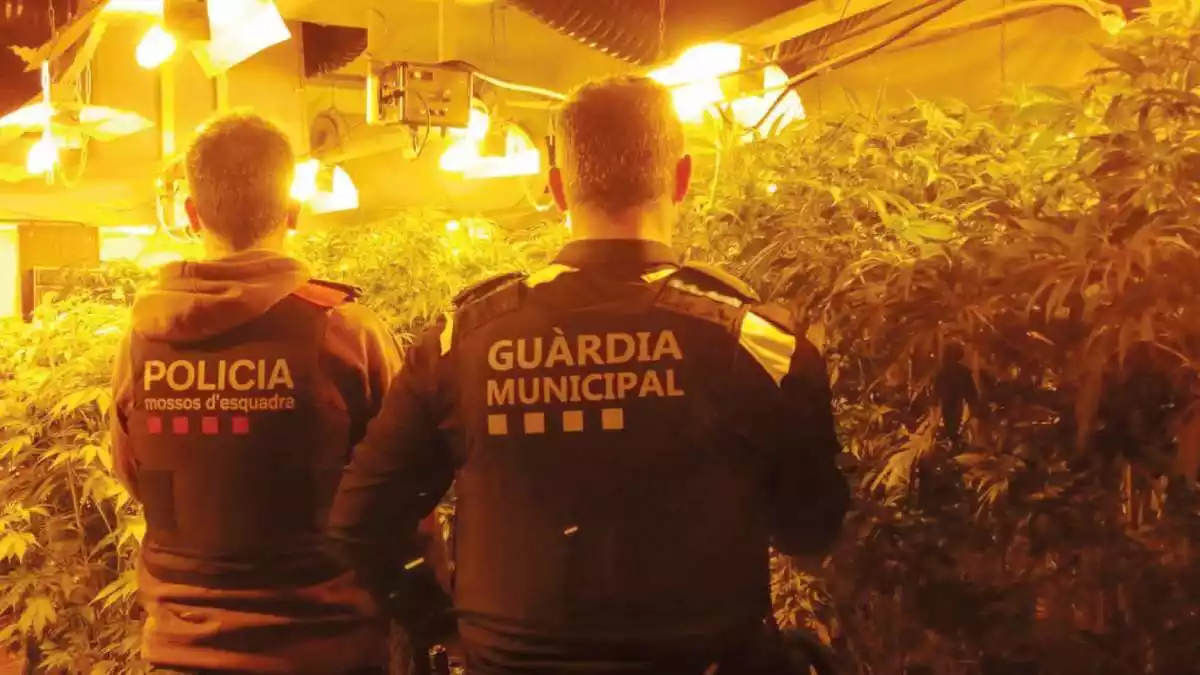 La Guàrdia Municipal de Riudoms i els Mossos d'Esquadra desmantellen una plantació de marihuana