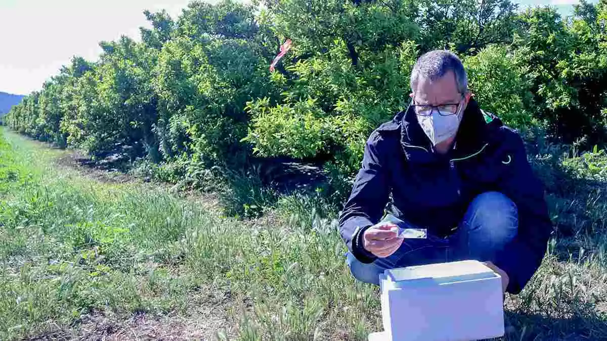 Pla general del director territorial d'Agricultura, Jesús Gómez, amb una caixa amb insectes parasitoides per lluitar contra la plaga del cotonet en un camp de cítrics de Tortosa.