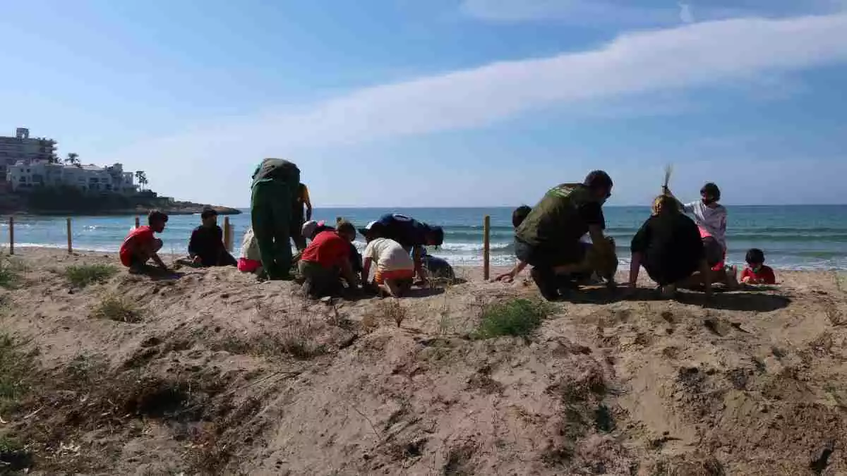 Pla general d’un grup d’escolars plantant plantes al dunar del parc de Voramar d’Altafulla en l’acció per regenerar la zona