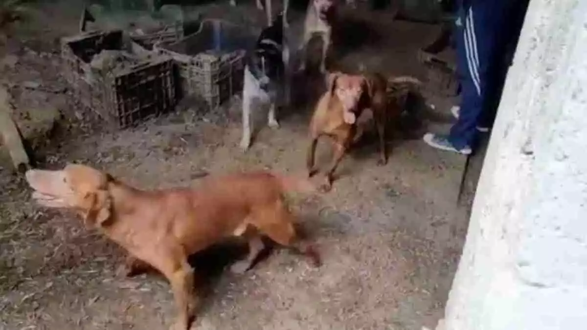 Tres gossos en una caseta insalubre