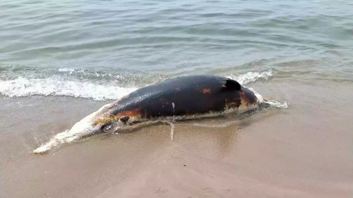 Un dofí mort en una platja de Torredembarra
