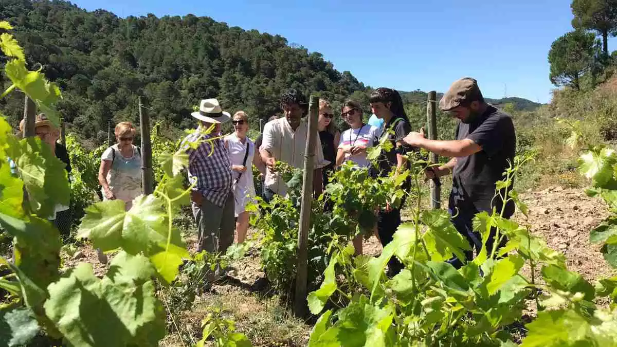 Una activitat d'enoturisme en unes vinyes de la DO Tarragona