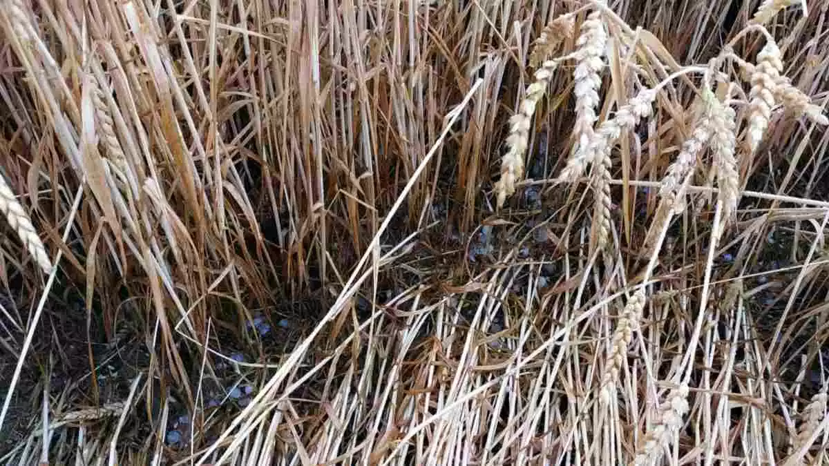 Detall de blat ajagut en una finca de Vallverd de Queralt