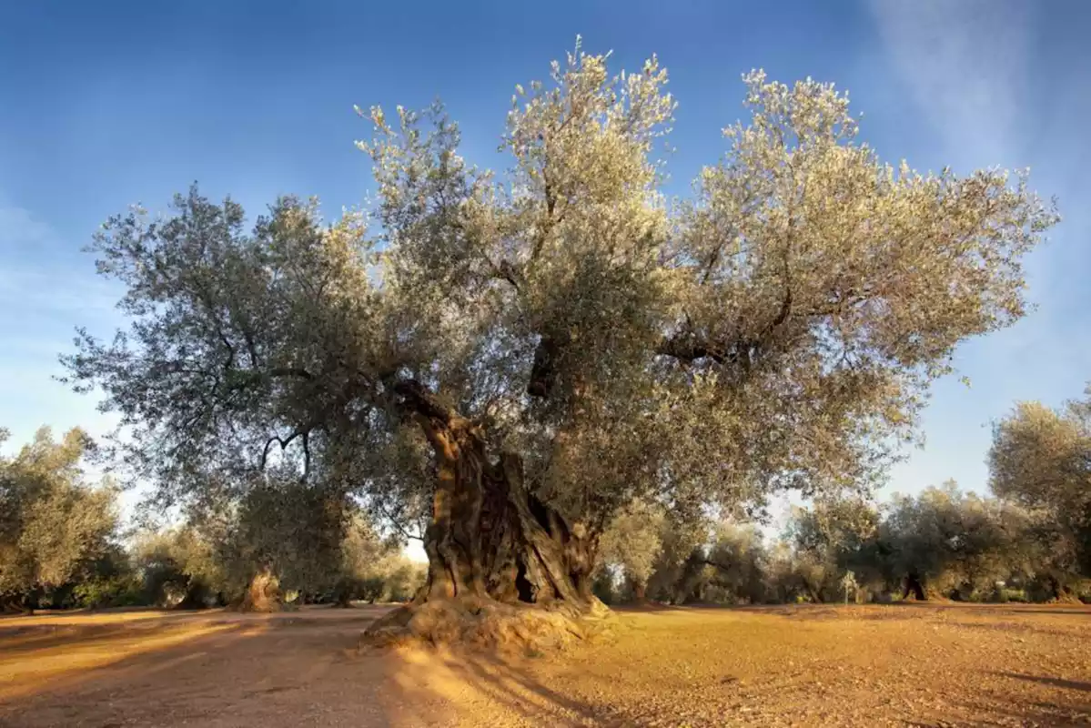 L'olivera Mil·lènia de Godall, escollida millor olivera monumental d'Espanya 2021