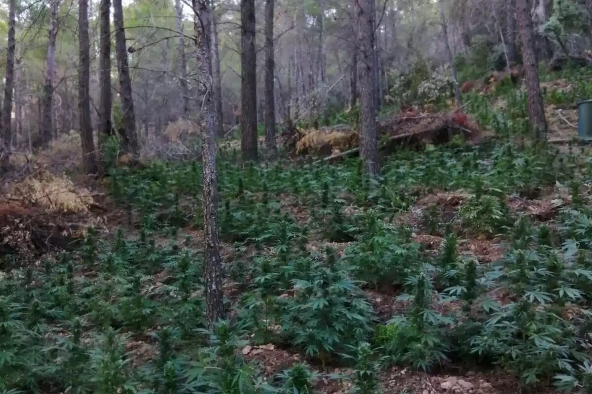 Pla general de les plantes de marihuana cultivades en una zona boscosa de difícil accés d'Horta de Sant Joan