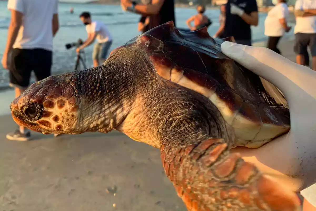 Una tortuga careta alliberada a la platja de la Pineda