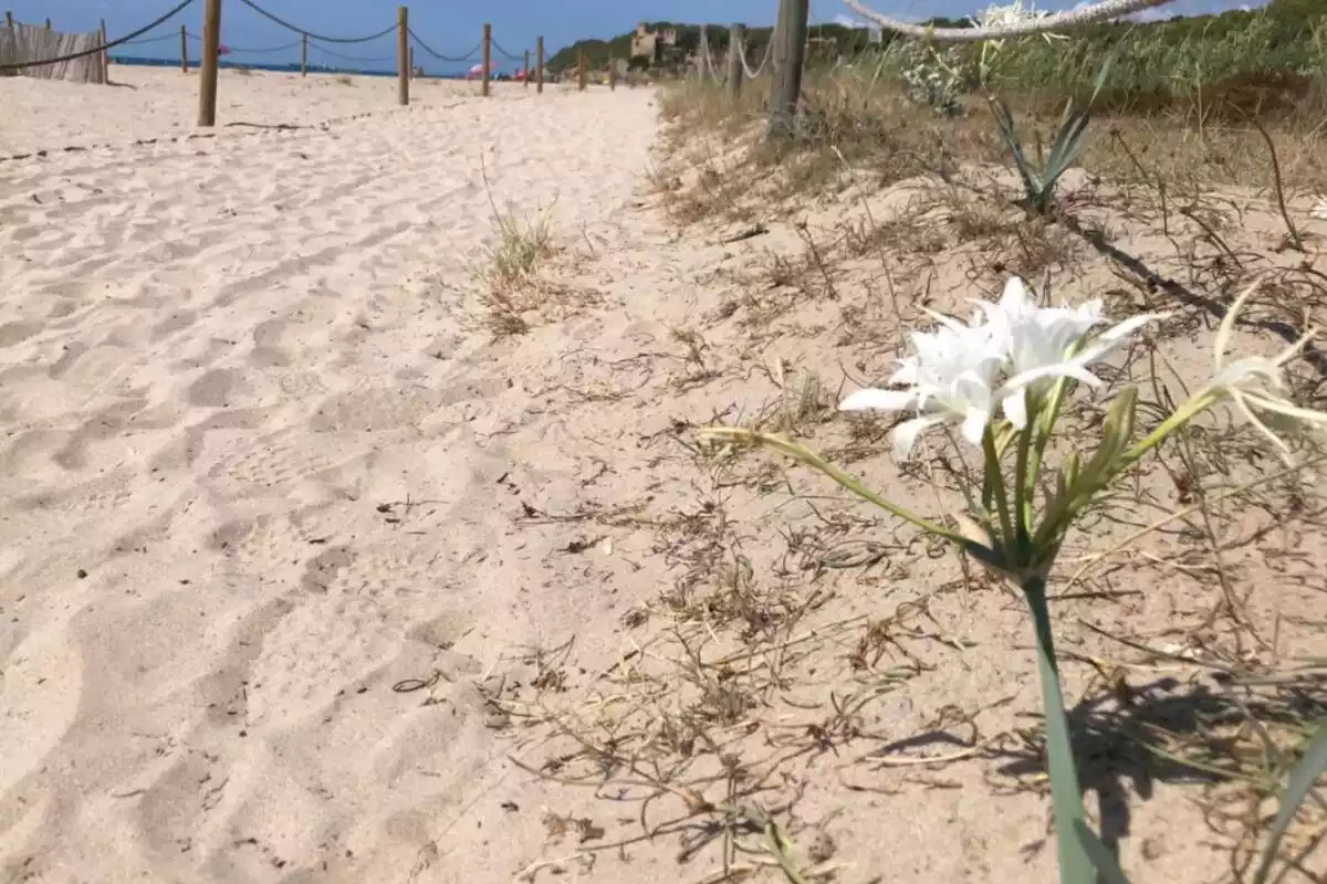 Imatge d'una flor a la platja de sorra amb el castell de Tamarit de fons