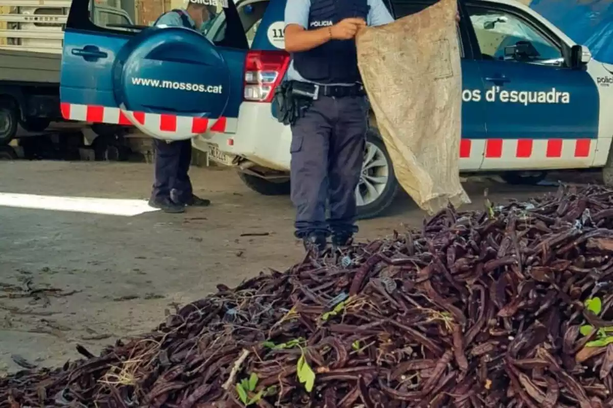 Un agent dels Mossos aboca les garrofes intervingudes als lladres a Salou