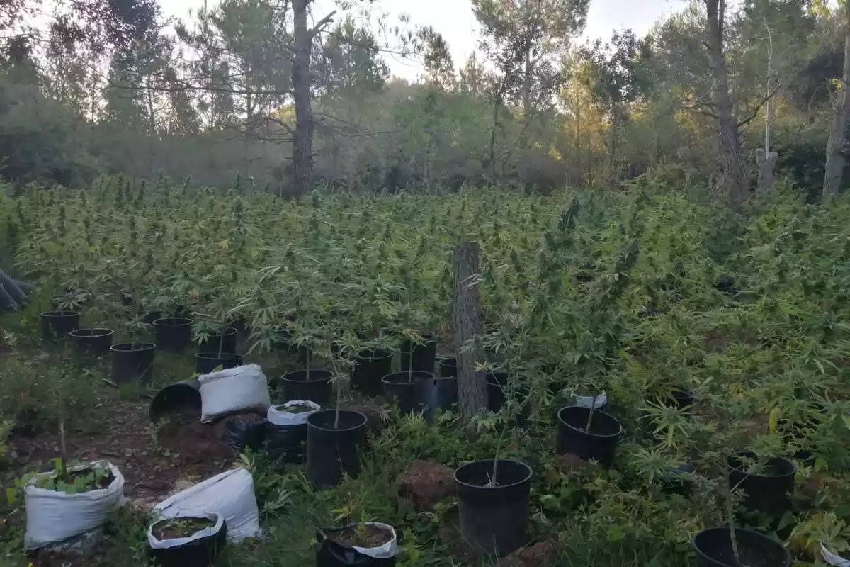Els Mossos d'Esquadra han localitzat dues plantacions de marihuana al terme de Mont-ral