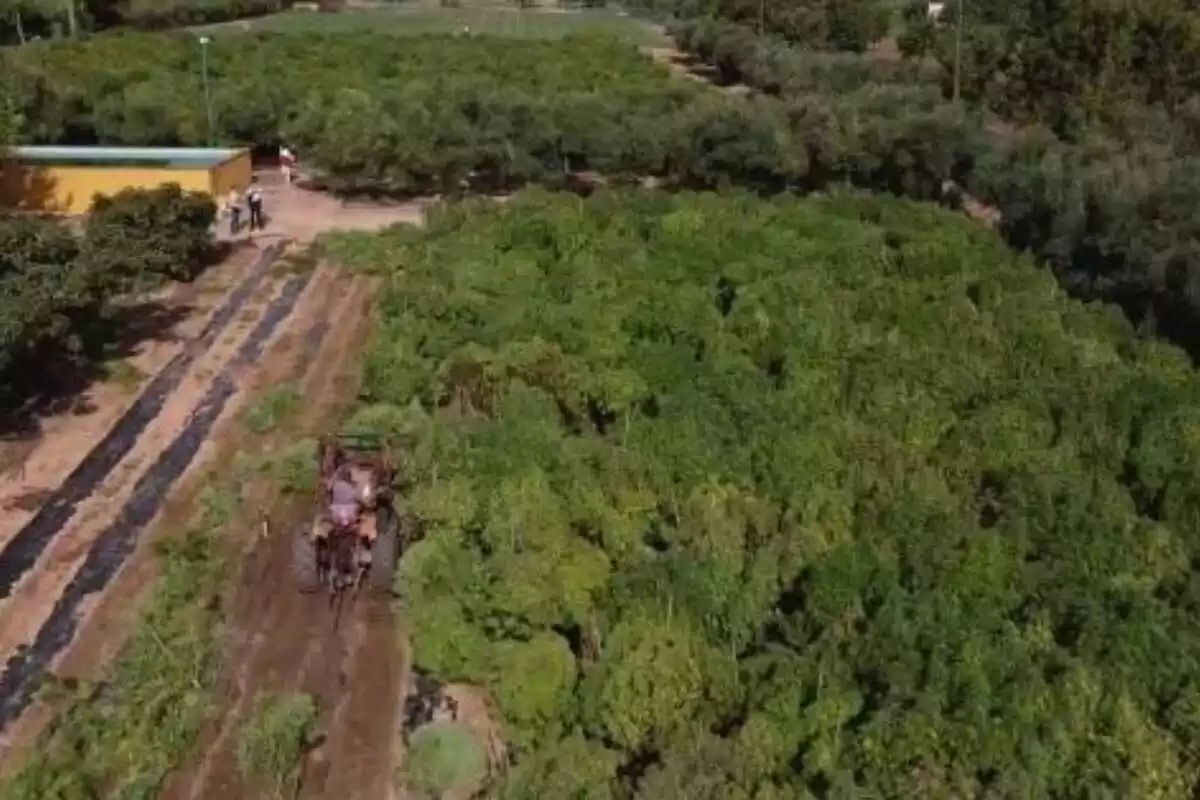 Foto aèria d'una plantació de cànem detectada pels Mossos d'Esquadra